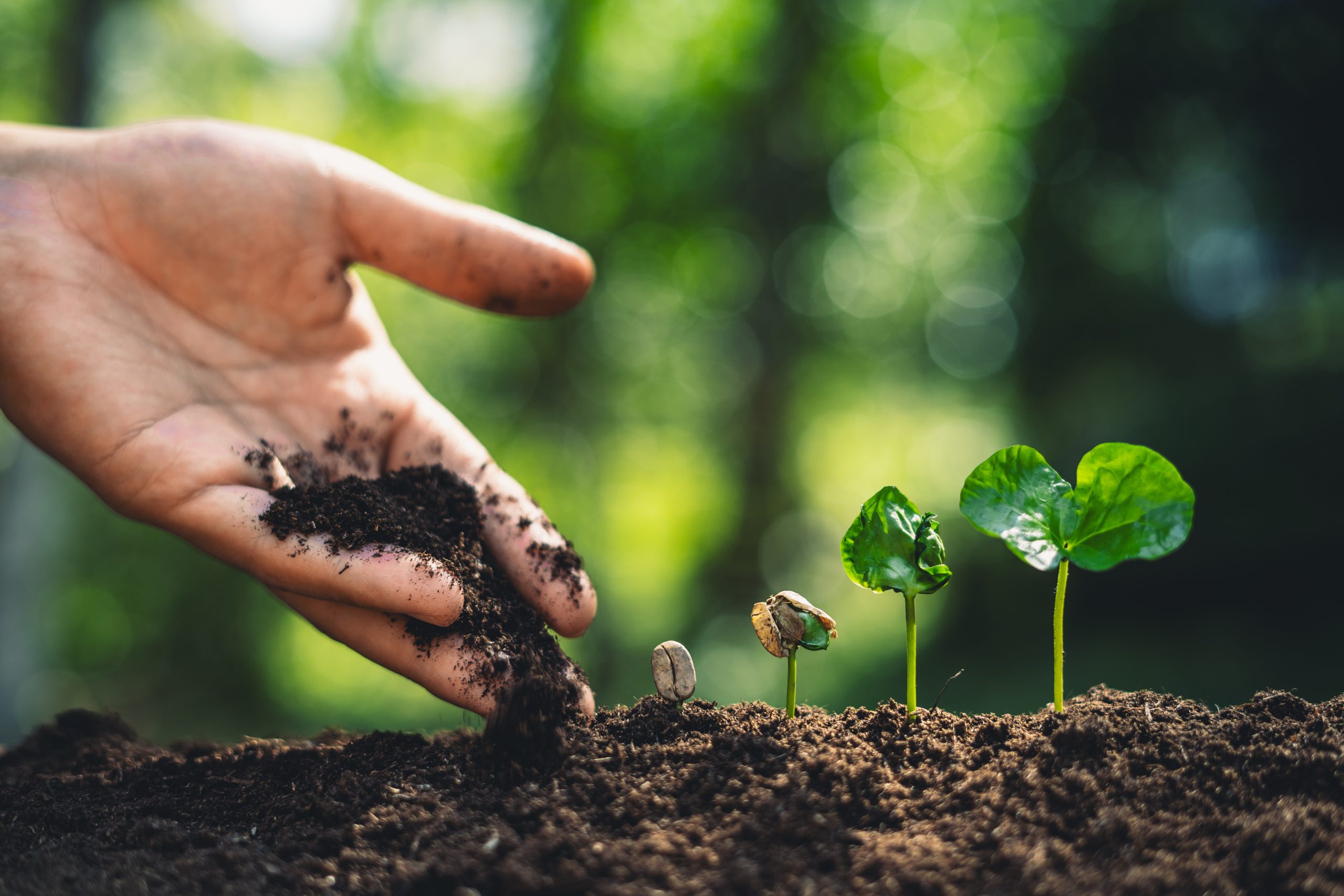 primer plano de vertido de tierra mano por las plantulas